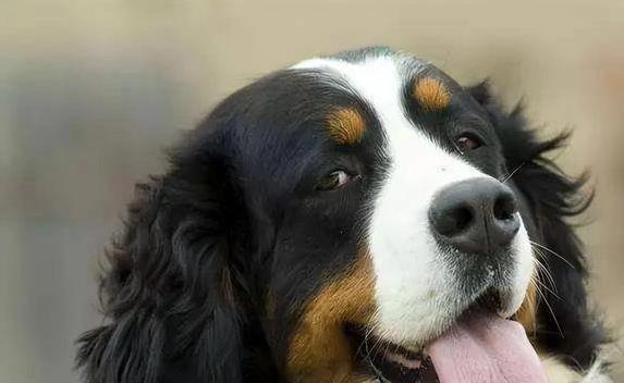问道管理 茶杯犬短命才5年，忠诚德牧也难超10年，你还敢养吗？